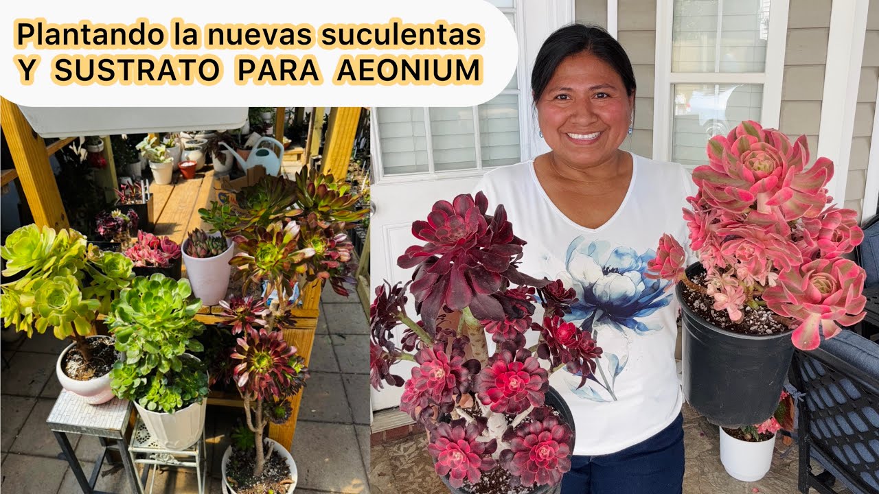 Plantando las nuevas suculentas sustrato para Aeoniums y m&aacute;s tips 