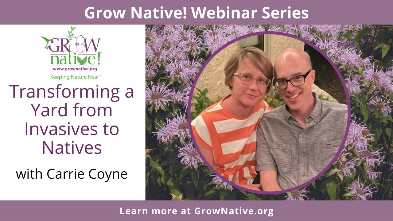 Grow Native! Webinar: Transforming a Yard from Invasives to Natives with Carrie Coyne