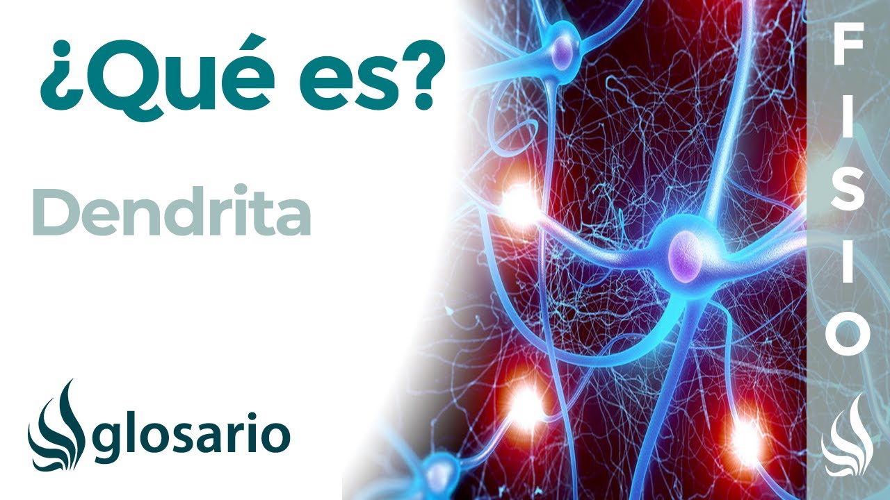 DENDRITA | Qu&eacute; es, d&oacute;nde se encuentra, cu&aacute;l es funci&oacute;n e importancia para las neuronas