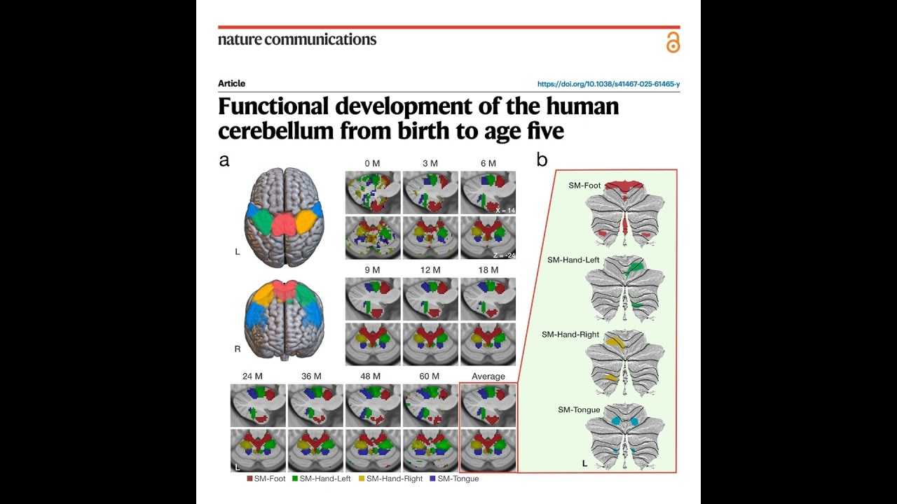 614-Development of the Human Cerebellum from Birth to Five