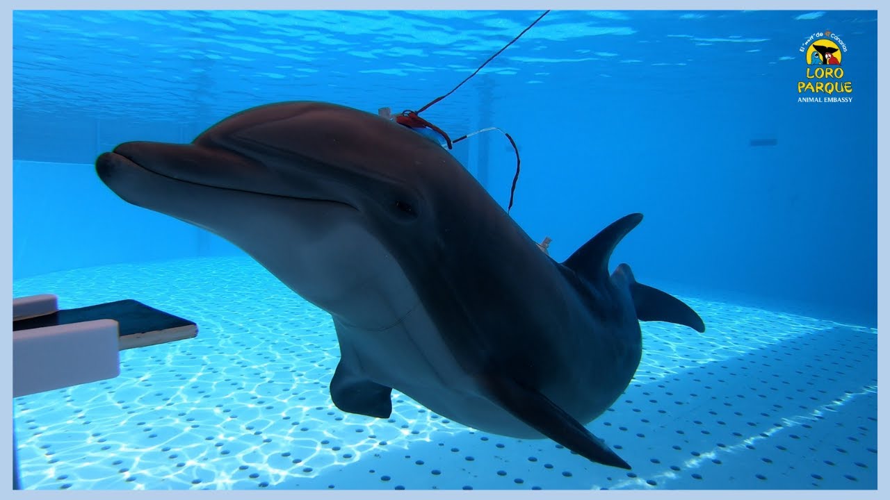 Improving how we listen to dolphins | Loro Parque