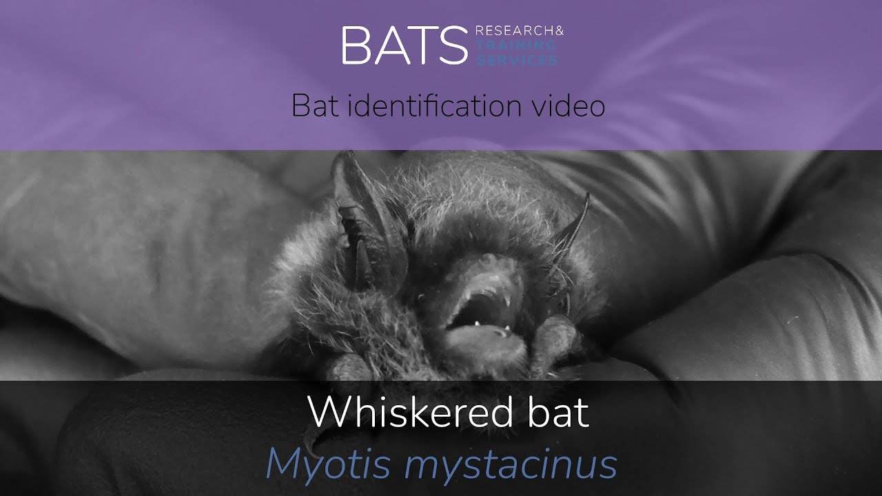 Whiskered bat (Myotis mystacinus) identification training video
