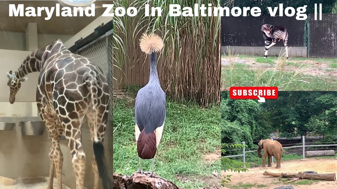 The Maryland Zoo In Baltimore