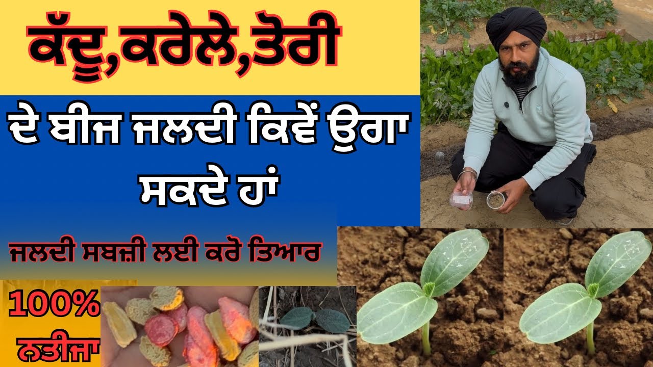 Fastest method to grow BottleGourd and Karela seeds | Karela Kaise Ugaye | Seed ko Kaise Lagaye