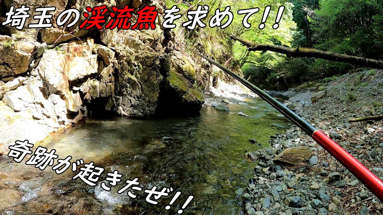 埼玉で渓流魚が釣り！！この魚が釣りたかった！！名栗川！！