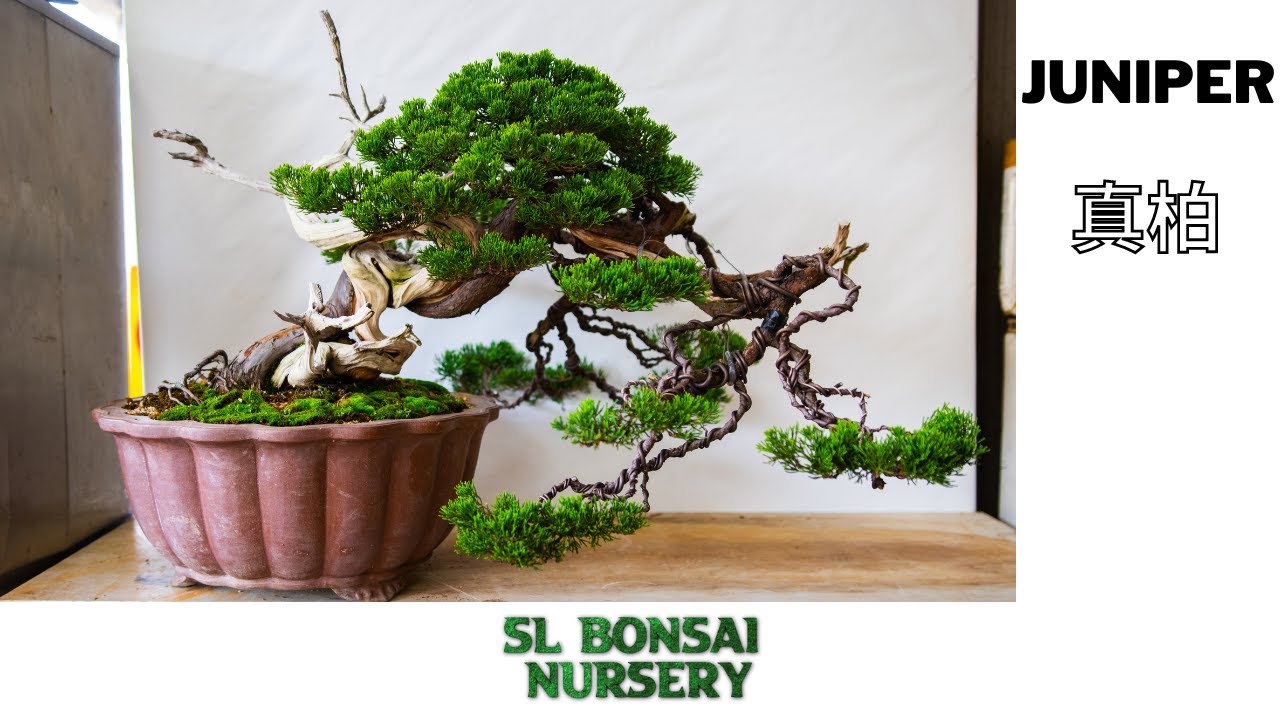 盆栽真柏系列 .14 （全）BONSAI JUNIPER(SHIMPAKU) SERIES .14 （FULL)