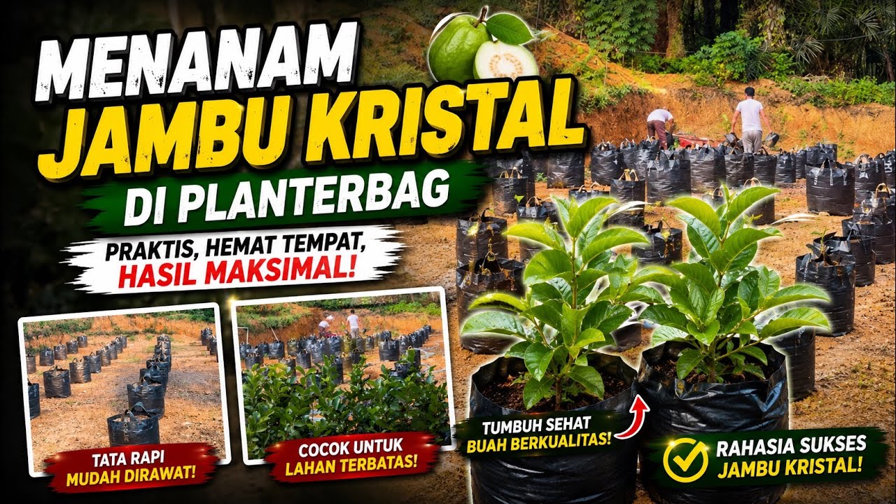 Menanam Bibit Jambu Kristal di Planter Bag