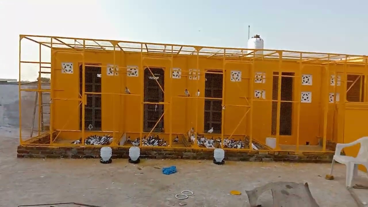 بریڈنگ اور پروازی سیٹ اپ #golden #pegion #sale #kubotatractor