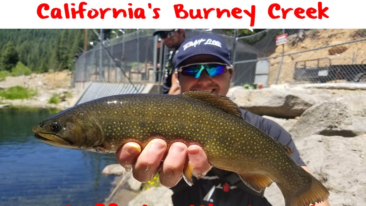 Trout Fishing California's Burney Creek