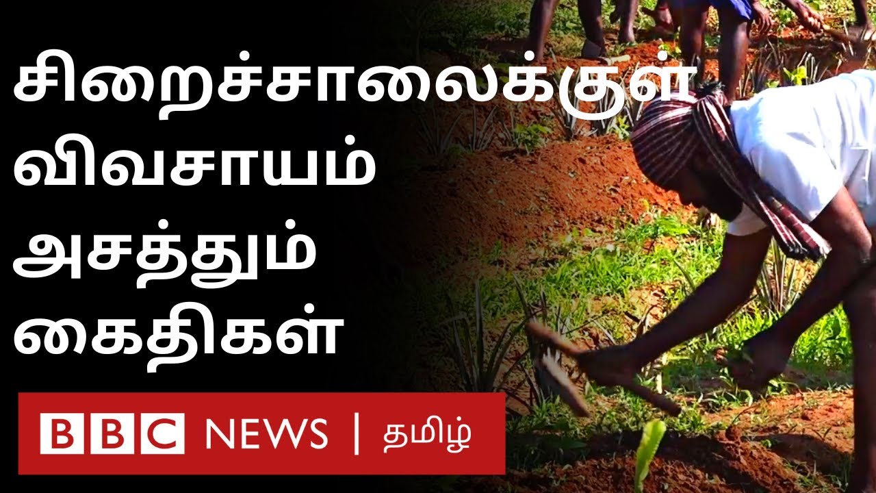 Puducherry Central Jail-ல் விவசாயத்தில் ஈடுபடும் சிறைச்சாலை தண்டனை கைதிகள் | Prisoners Farming
