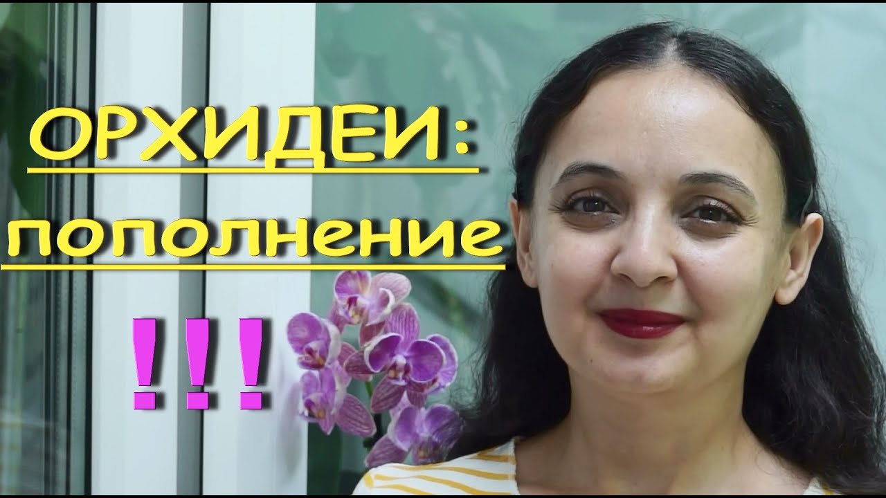 НОВИНКА-пафиопедилум:НАРАЩИВАЮ КОРНИ во МХЕ.Цветущие 