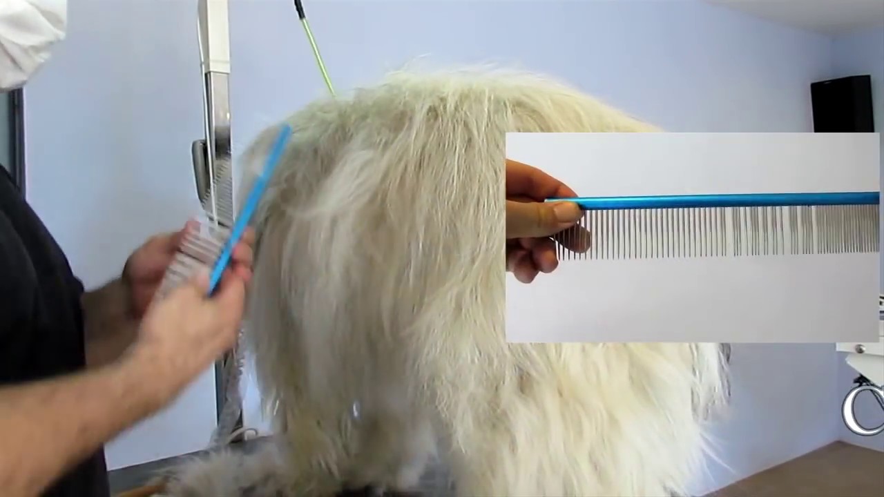 PELUQUERIA CANINA  PERRO PASTOR CATALAN, GOS D'ATURA