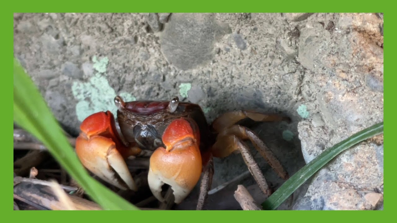 🦀カニ! Crabs! Lovely July   #623