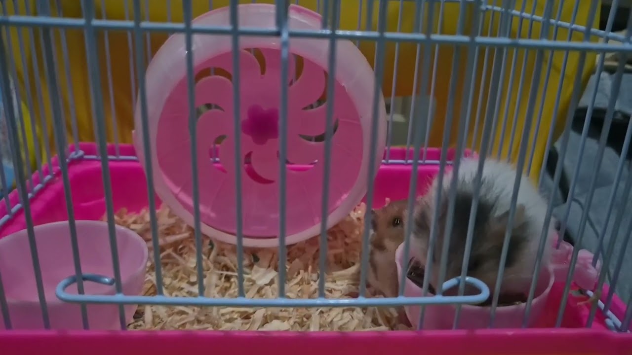 Hamster lagi olahraga