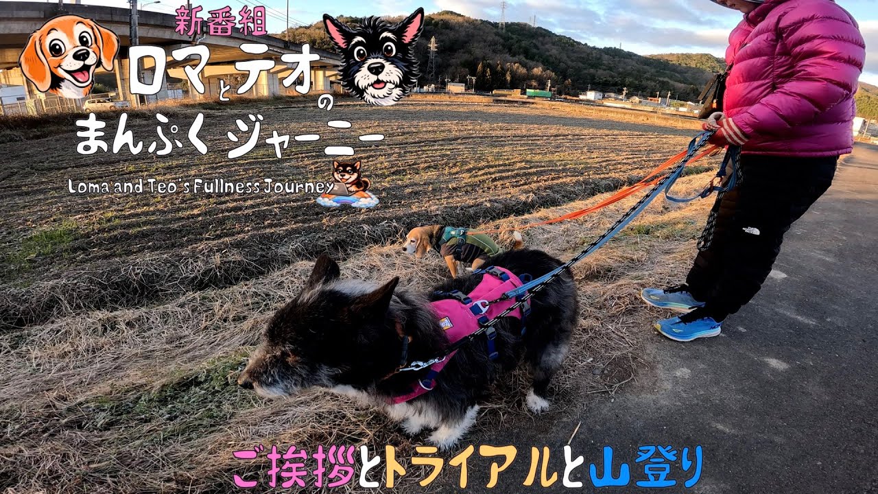 【再スタート】保護犬テオくんがやって来た！（トライアル）とロマのイタズラ事件簿と犬連れ登山「冒頭にご挨拶があります」
