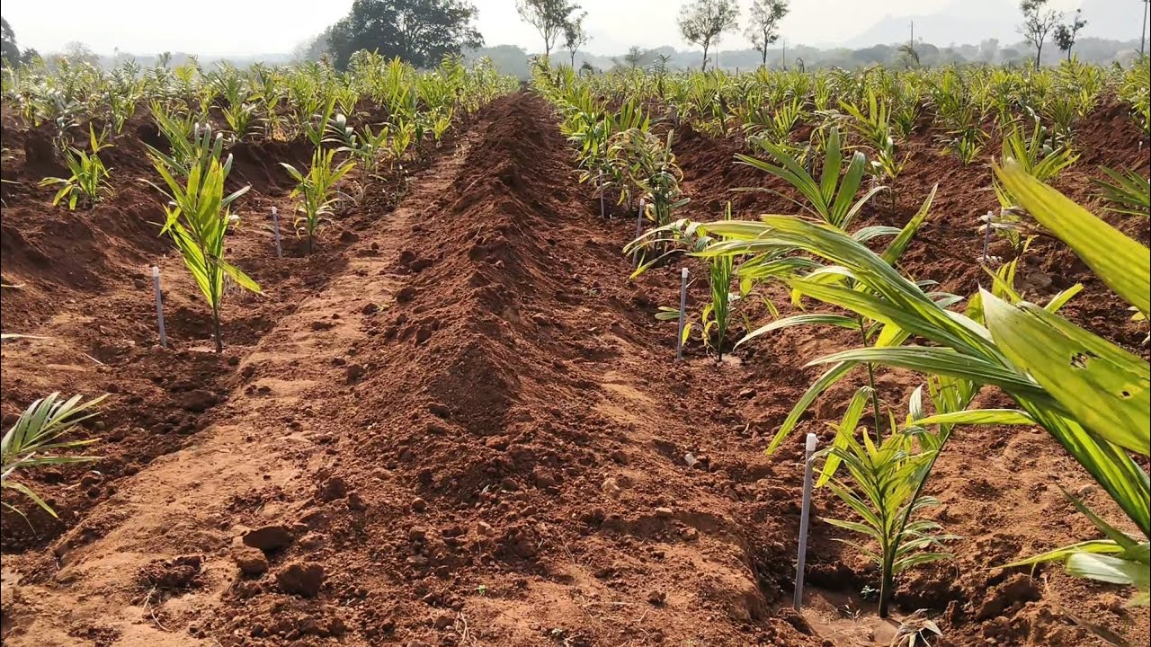 5 Acres 30 Gunta farm land for sale ( 7338197726 ). 113 Kms form Bangalore 