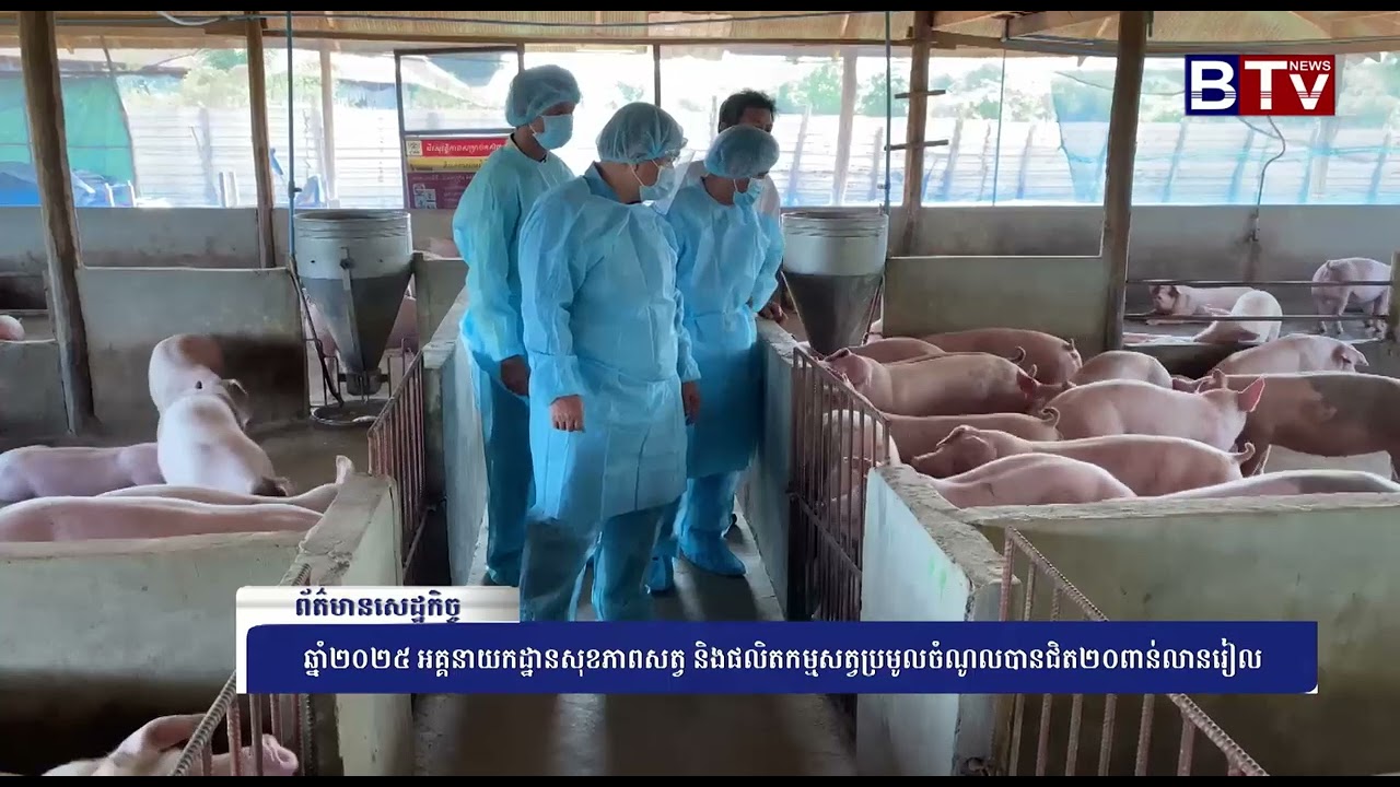 WATCH ឆ្នាំ២០២៥ អគ្គនាយកដ្ឋានសុខភាពសត្វ និងផលិតកម្មសត្វប្រមូលចំណូលបានជិត២០ពាន់លានរៀល
