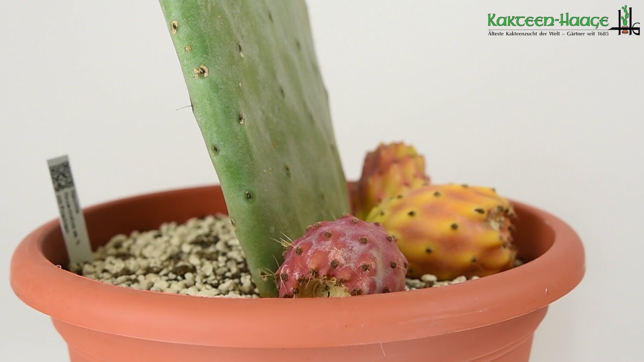 Opuntia ficus indica