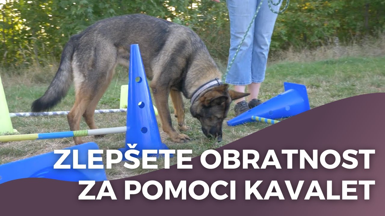 Psí fitness - jak začít a k čemu využívat kavalety