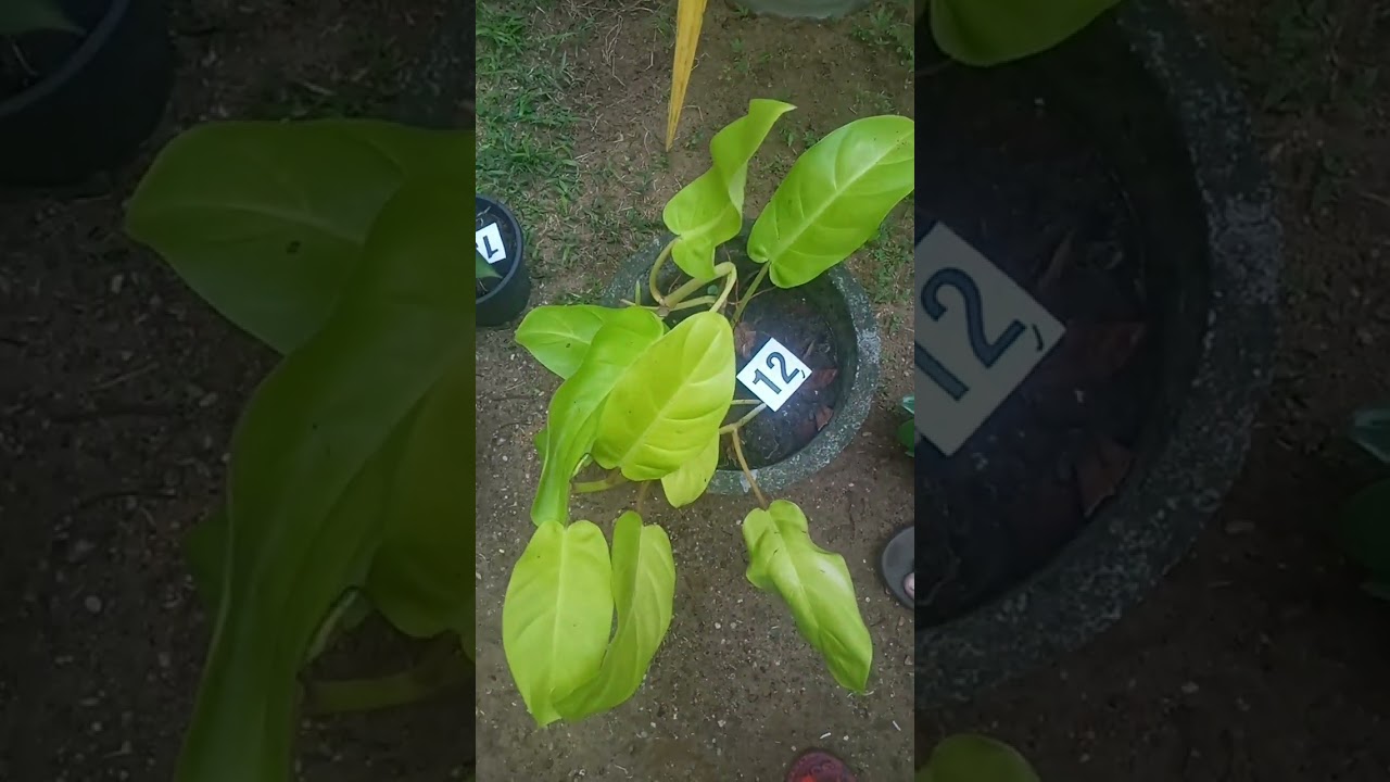 9 plants sale එක kavee plants වෙතින් ලස්සනම මල් පැල 0777707380🥰🌺
