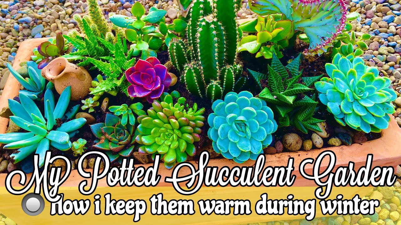 HOW TO TAKE CARE OF YOUR SUCCULENT PLANTS DURING WINTER  | MY SUCCULENT GARDEN COLLECTION 2020