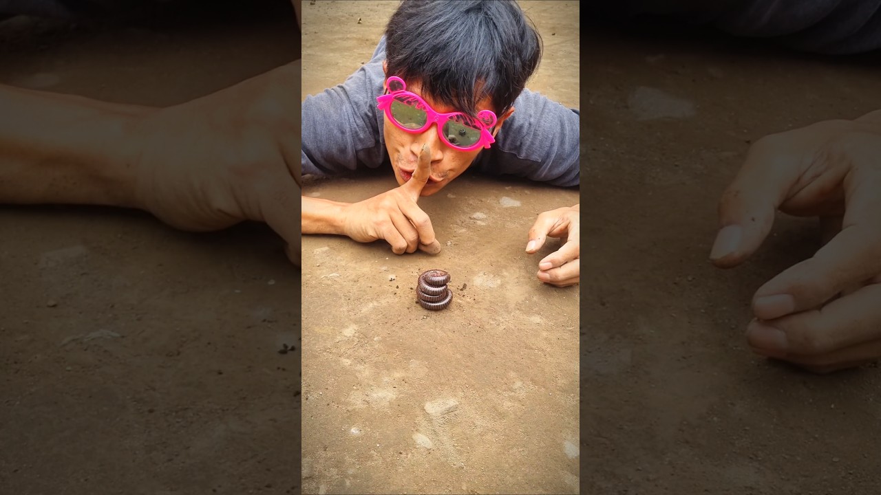 Don't go anywhere, watch until the end to see how these millipedes wake up #millipede