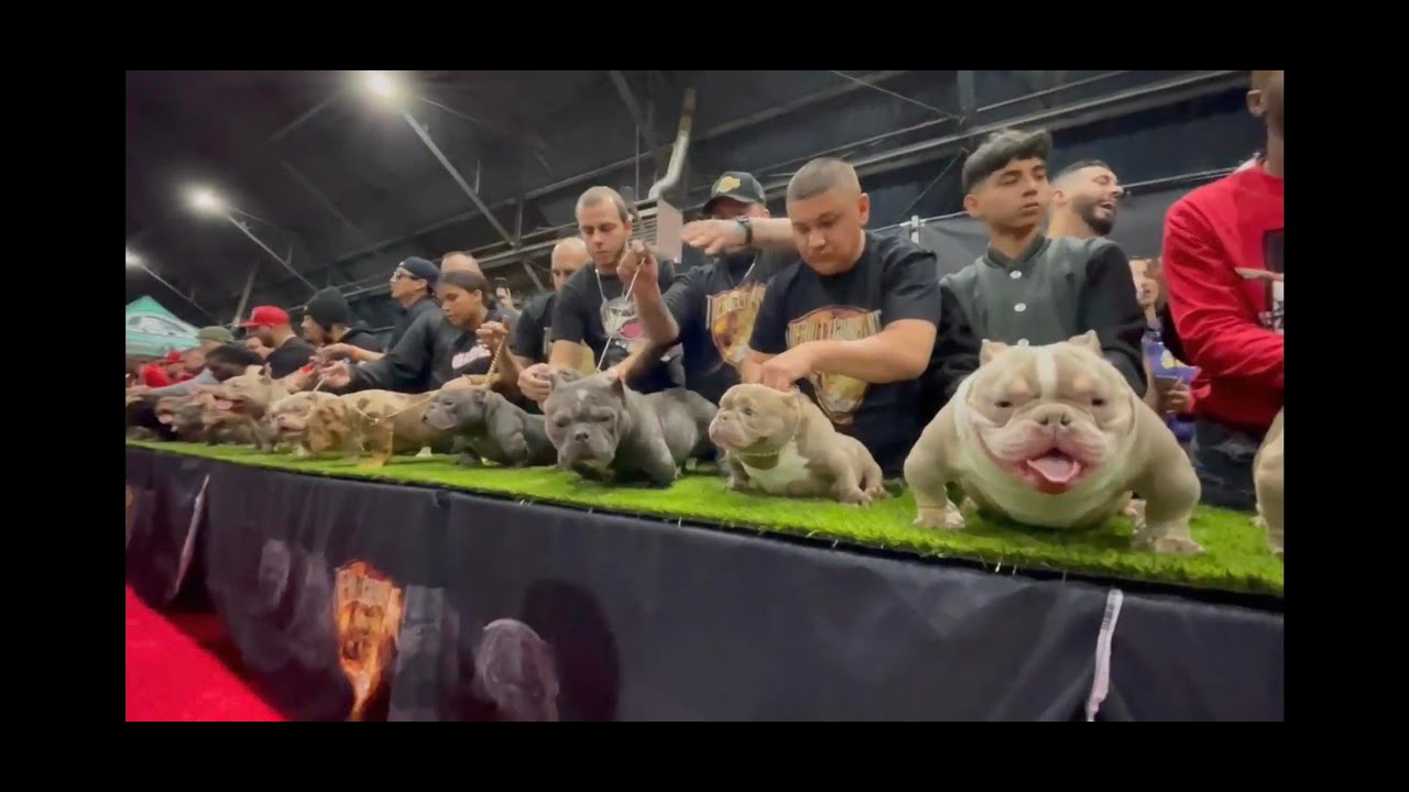 West Coast Bully Expo 7 pt.2