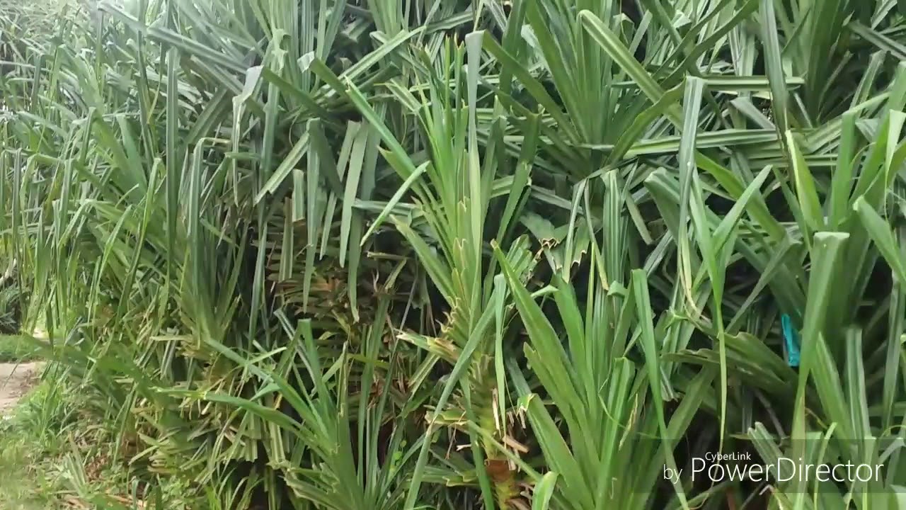 Wandoor Beach Port Blair। Andaman Travel Vlog