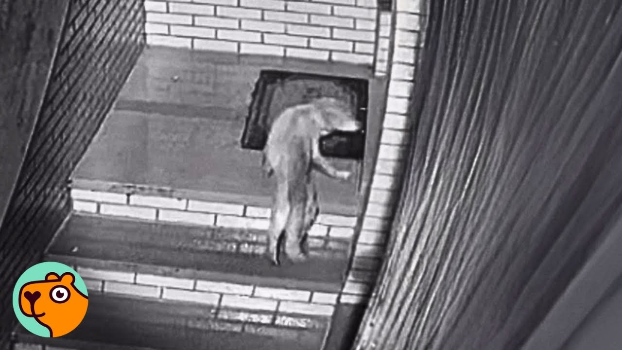 Dog Sneaks Into Couple’s Home At 3 AM, What Will They Do?! | Cuddle Buddies