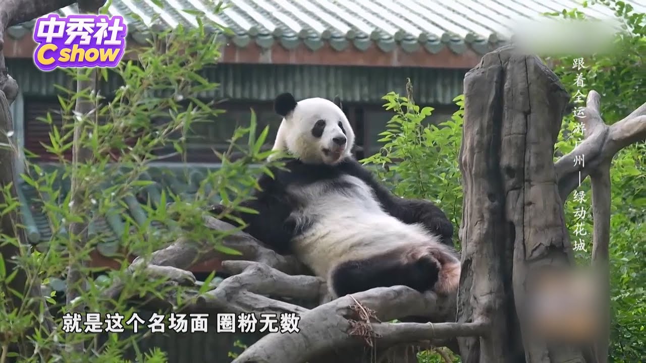 广州 | 一座能用‘白云山的风、珠江夜游的浪漫、熊猫的萌’喂饱你的城市~ #走遍中国 #chinesefood