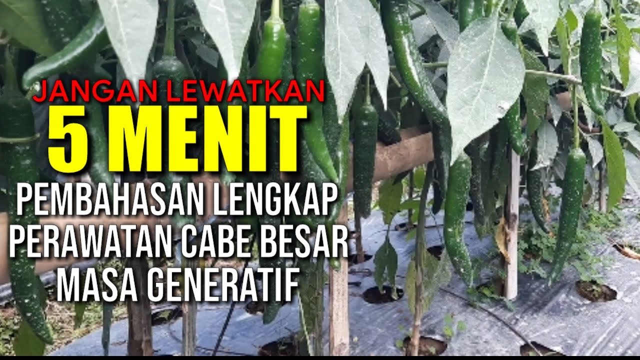 CARA MENINGKATKAN BESAR DAN BOBOT BUAH CABE | CARA MENANAM CABE