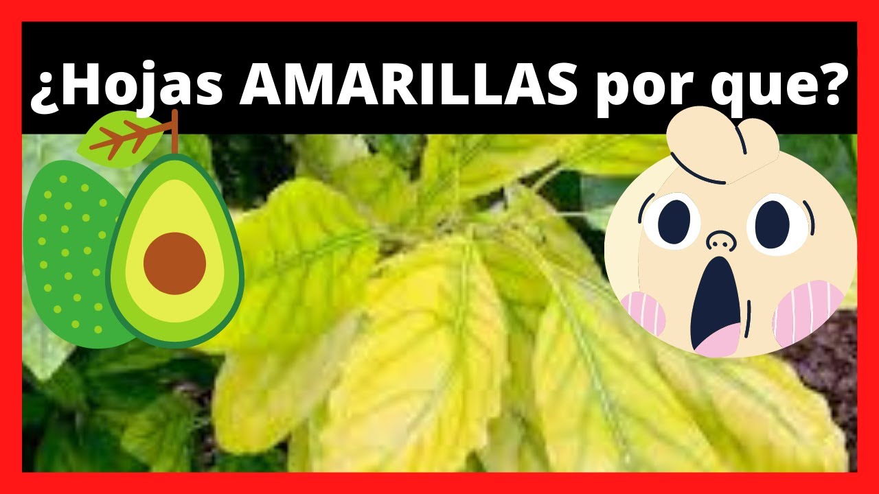 PORQUE se ponen AMARILLAS las HOJAS del AGUACATE 🥑