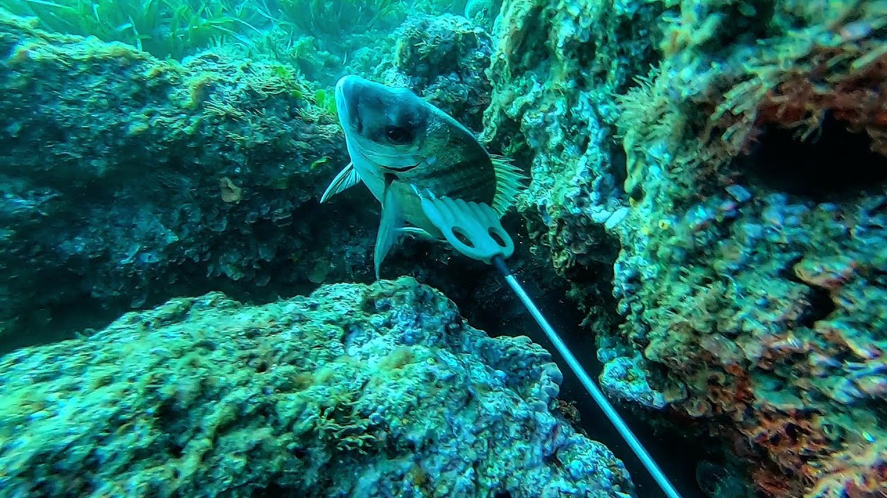 Pescasub: Catture MISTE con la 6 punte