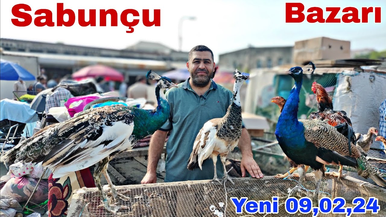 Sabunçu Toyuq Bazarı 9 iyun 2024     @mubarizemintv2271