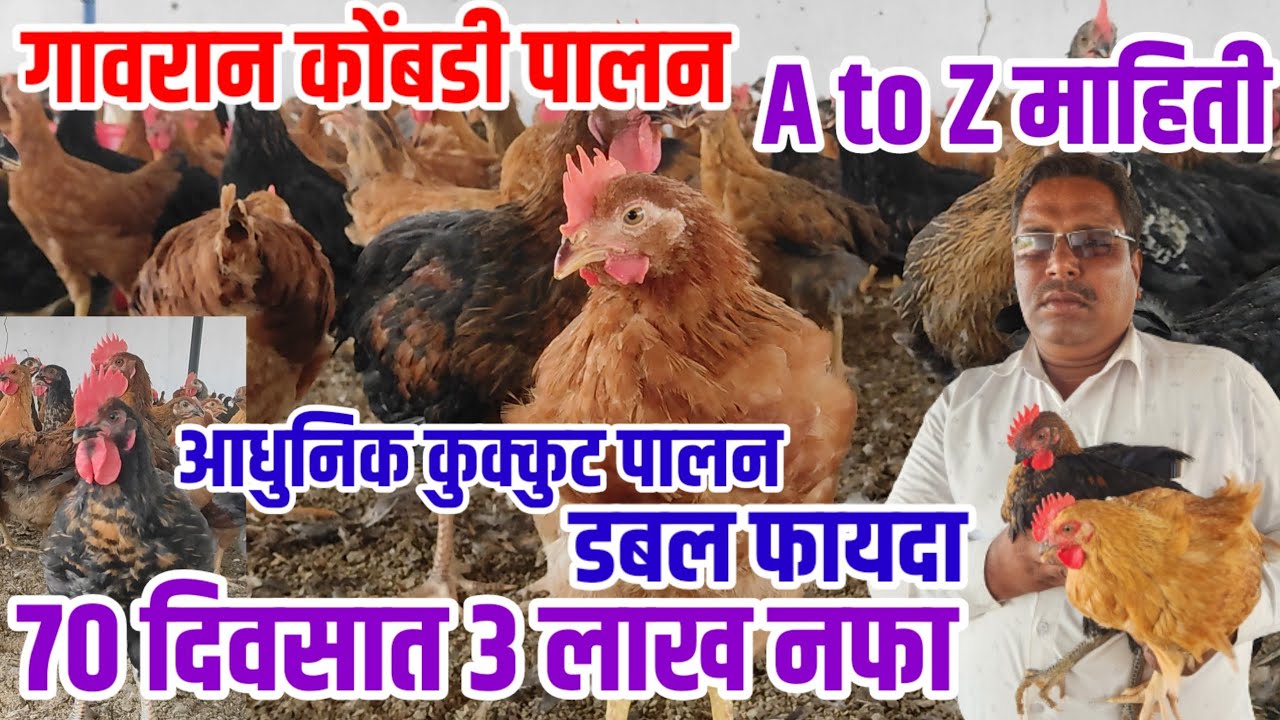 गावरान कोंबडी पालन,70 दिवसात 3 लाख नफा,आधुनिक कुक्कुट पालन A To Z फायदा,gavran_kombadi vision varta