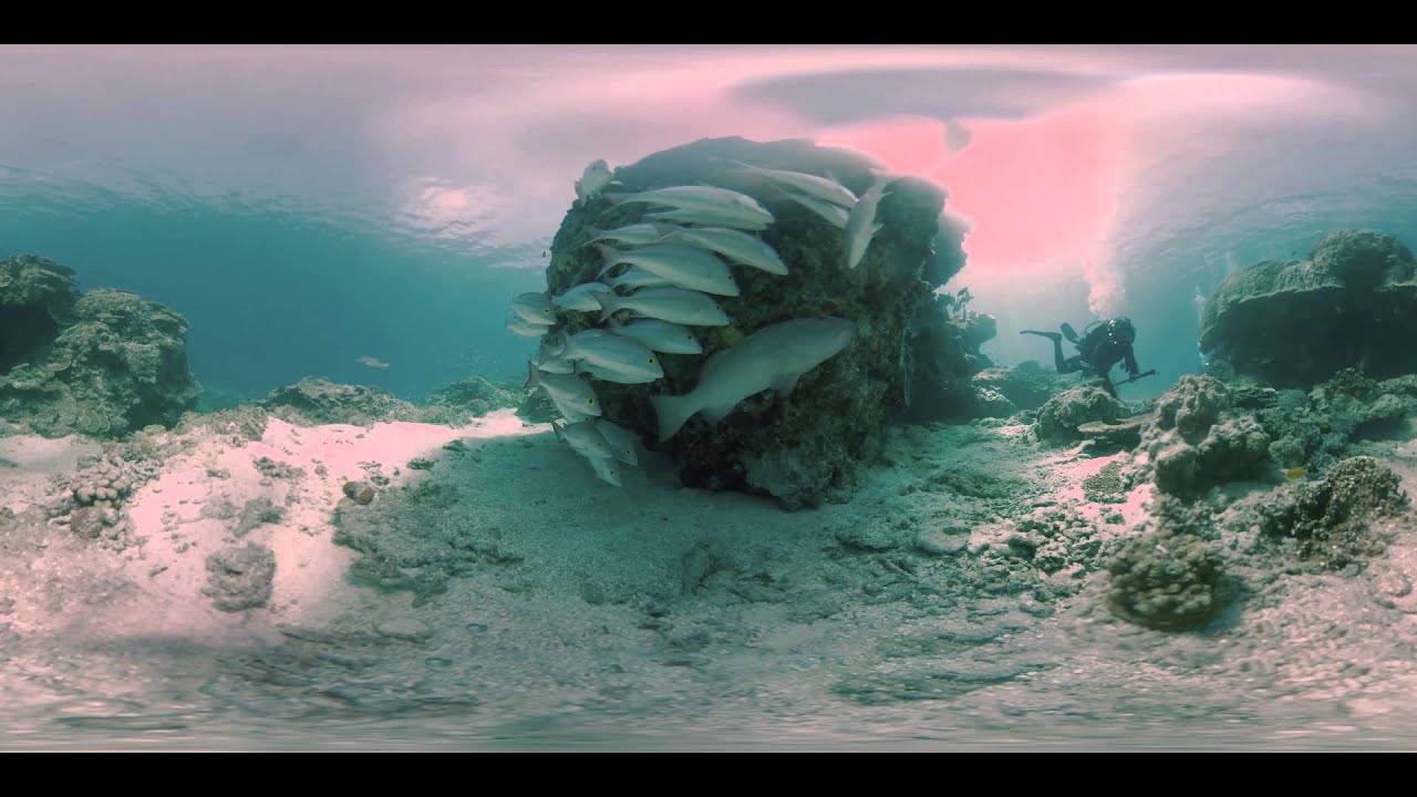 Life underwater at Heron Island