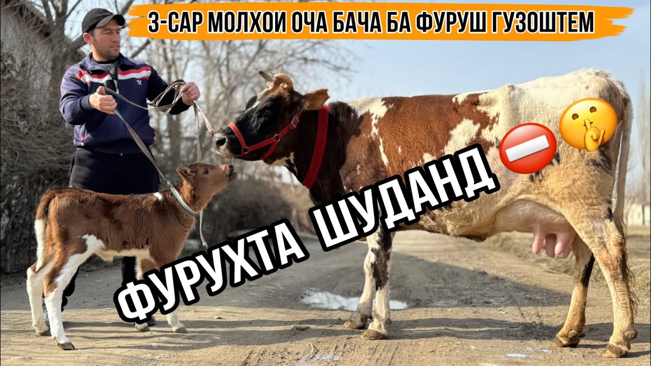🤫⛔️ ФУРУХТА ШУДАНД 17 февраля 2026 г.