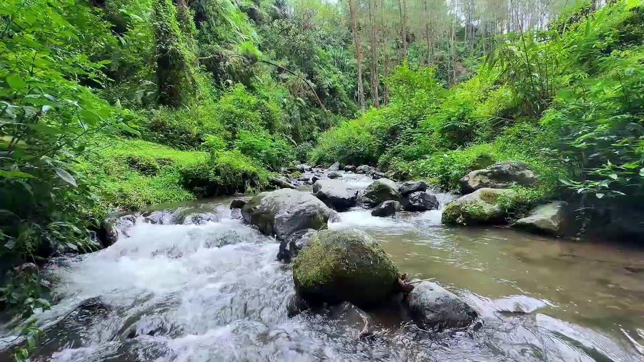 Let quiet river sounds wash over you in a misty woodland creek to help you sleep more peacefully