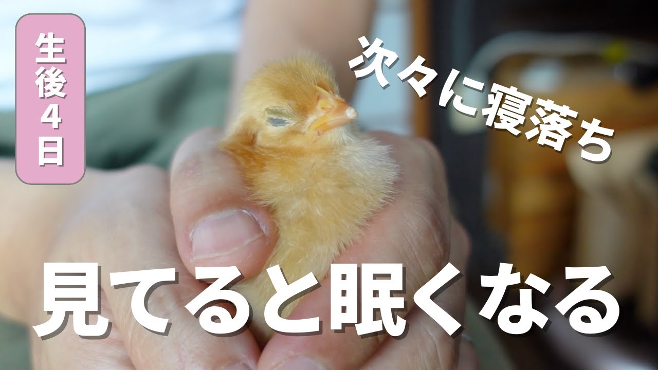 【ひよこ】手の中で次々に寝落ちしていくひよこたち　生後４日