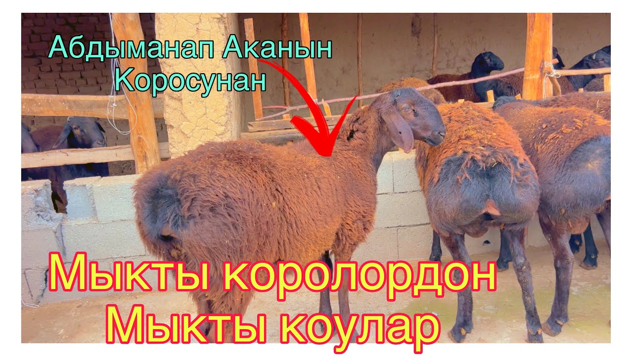 💎🔥Мыкты Королордон Мыкты козу кочкорлор @BARPYKG 