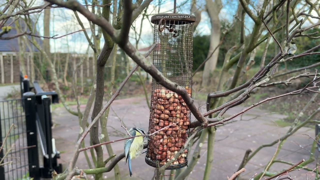 More birdwatching in the backyard (4K Quality)