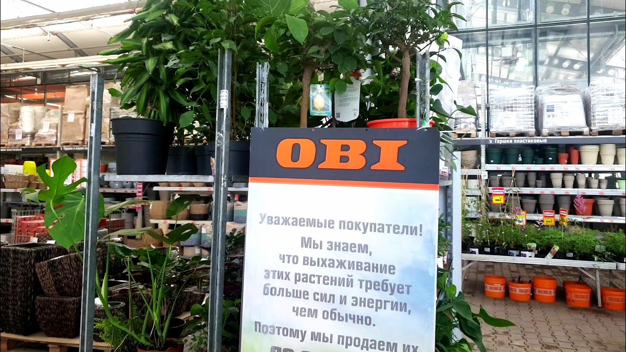 🌿ОБИ🌹УЦЕНКА КОМНАТНЫХ ЦВЕТОВ🪴🌵