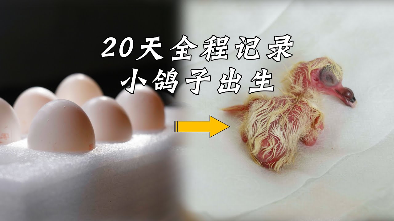 20天全程记录小鸽子出生