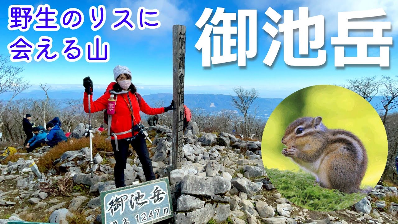 【夫婦登山】リスに会いたい！御池岳 | 鈴鹿 コグルミ谷から鞍掛峠