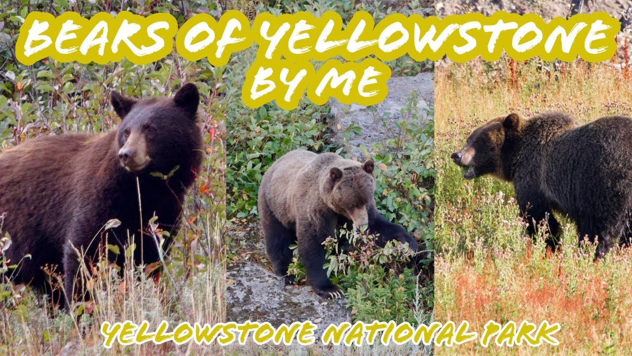 Bears of Yellowstone - Wildlife Encounters in Yellowstone National Park