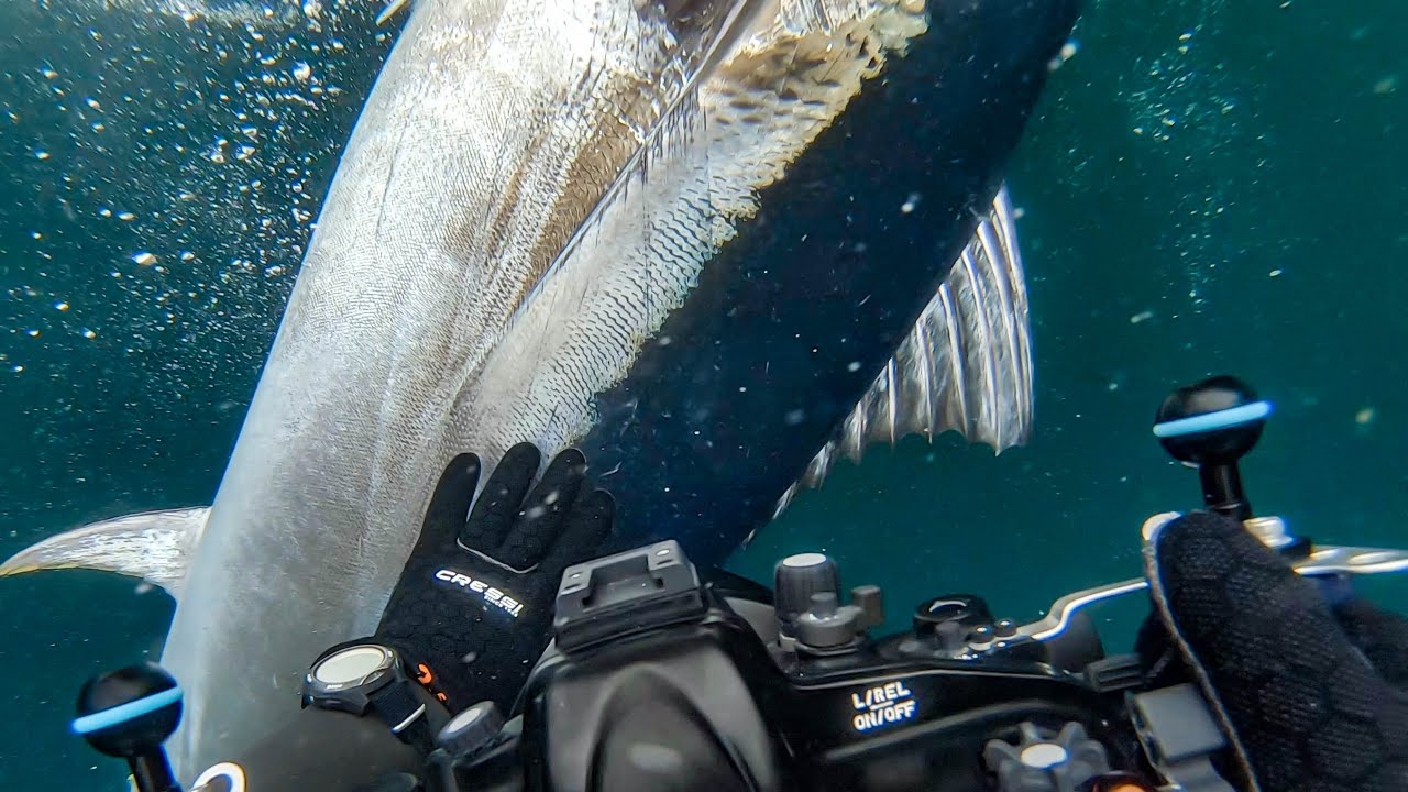 Filming GIANT 500 pound Atlantic Bluefin Tuna & Spearfishing for Irish Pollack
