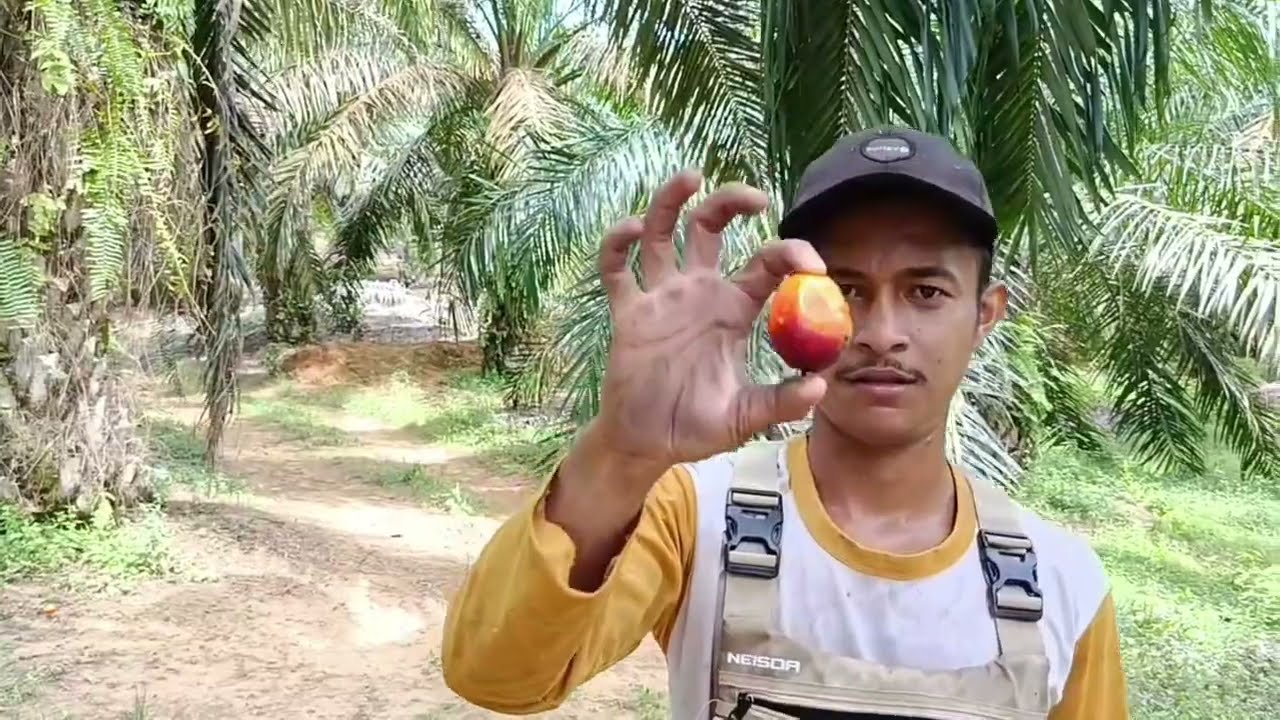 Manen Sawit Di Ladang Buk Tisa Part 3