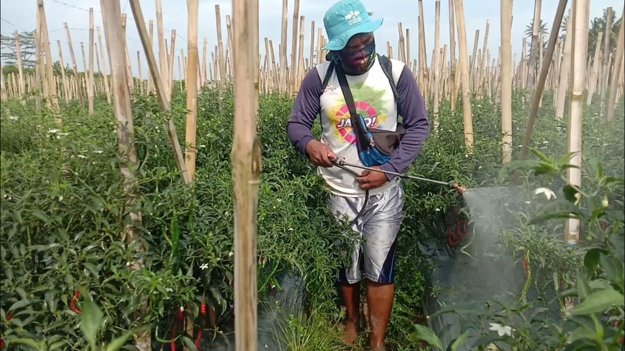 Fungisida Ampuh Mengobati Antraknosa/Patek Busuk Batang Busuk Daun Cacar Daun