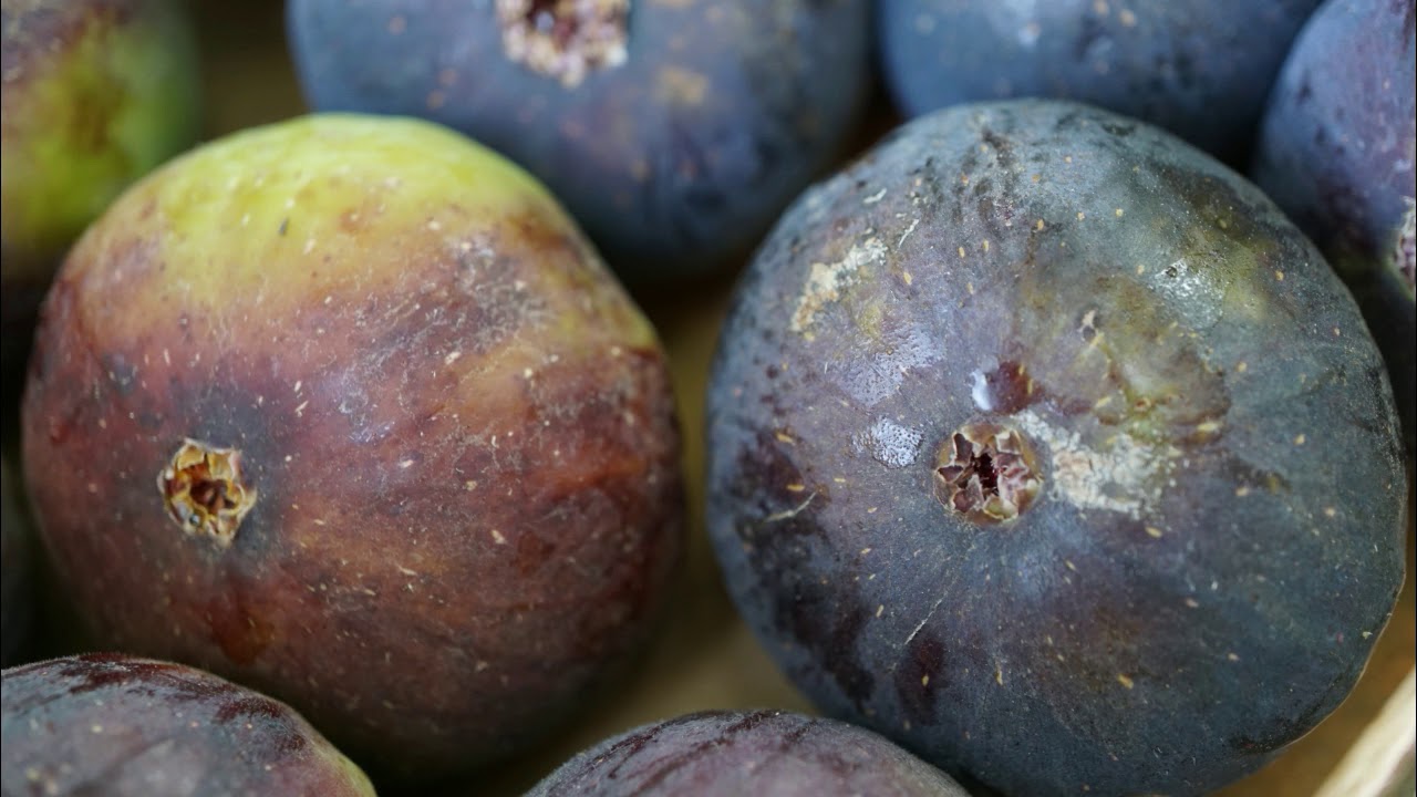 [EN DIRECT DU PRODUCTEUR]  Figues de Provence
