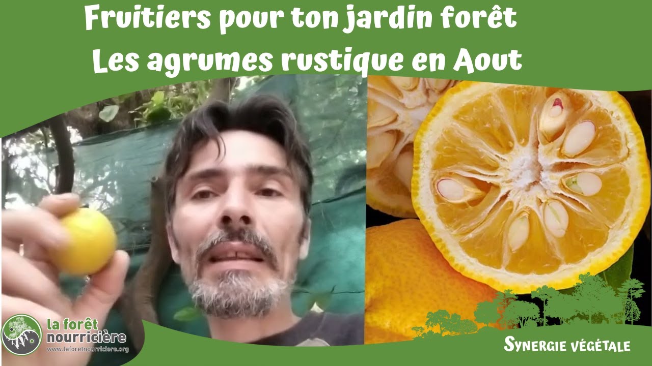 Fruitiers pour ton jardin forêt Les agrumes rustique aout
